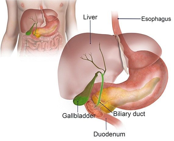 Bile Duct Disorder Treatment in Teynampet, Chennai Bile Duct Disorder Treatment in Teynampet, Chennai
